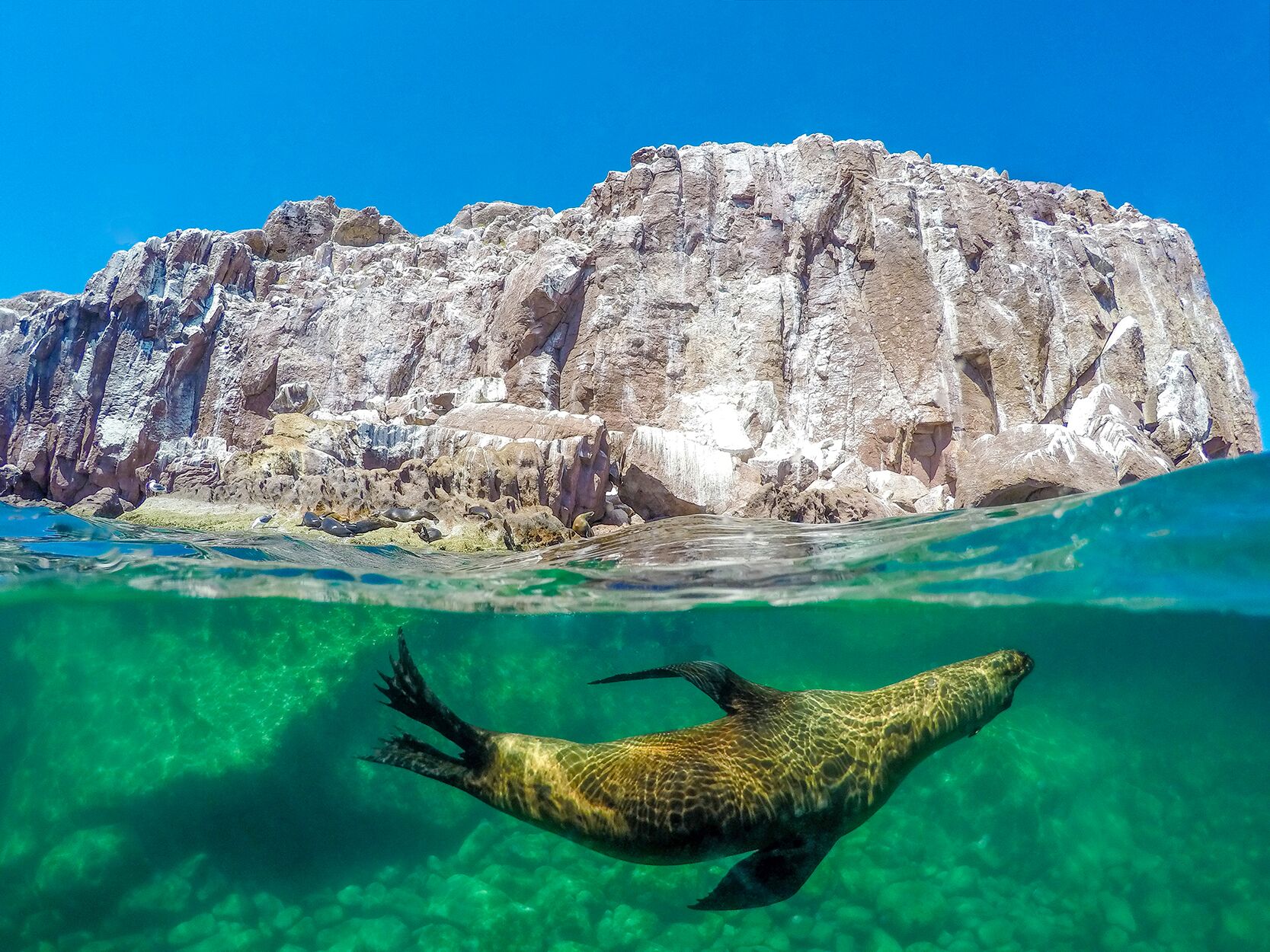 Exciting Things To Do In The Sea Of Cortez Cabo Adventures